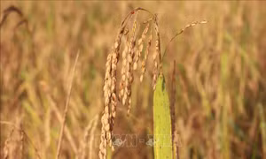 Mùa lúa rẫy của đồng bào T’rin ở Khánh Hòa