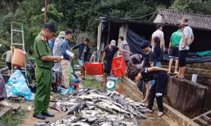 Gần 11 tấn cá tầm chết trắng bụng nghi do nhiễm độc