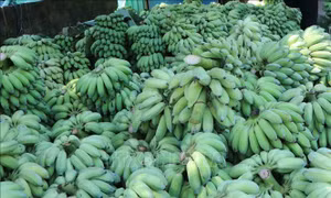 Công ty Việt Nam cùng địa phương Lào xóa đói giảm nghèo
