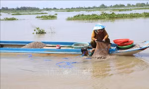 Mưu sinh mùa lũ muộn nơi đầu nguồn châu thổ Cửu Long