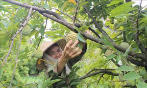 Làm giàu từ cây na dai ở Bồ Lý