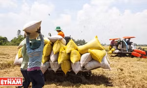 Tìm đầu ra cho lúa gạo vùng Đồng Tháp Mười - Bài 2: Nâng cao chất lượng gạo xuất khẩu
