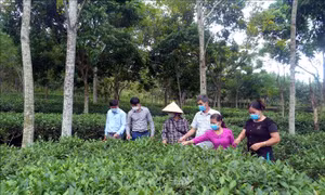 Những Bí thư Chi bộ, Trưởng thôn '8x' sáng tạo, vì dân