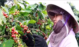 Giá tăng kỷ lục, nông dân trồng cà phê kỳ vọng vụ mùa bội thu