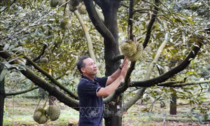 Giá sầu riêng đầu vụ tăng cao, nông dân Đắk Lắk vừa mừng vừa lo