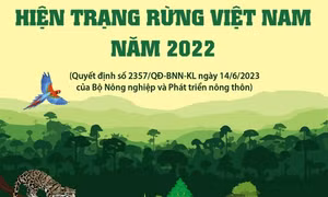 Hiện trạng rừng Việt Nam năm 2022