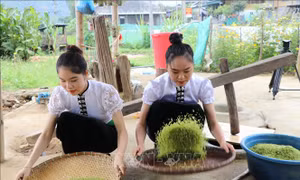 Dẻo thơm hương nếp Tú Lệ