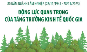 Ngành Lâm nghiệp: Động lực quan trọng của tăng trưởng kinh tế quốc gia