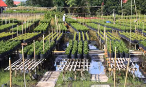 Đồng Tháp: Xuống giống 100 ha hoa cảnh phục vụ Tết Ất Tỵ
