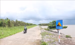 Cà Mau bảo vệ đê biển Tây trong mùa mưa bão