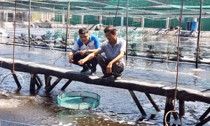 Quảng Nam: Triển vọng mới trong sản xuất bền vững, thân thiện với môi trường
