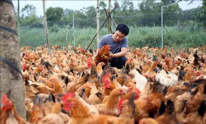 Hướng đi mới từ mô hình nuôi gà bằng thảo dược