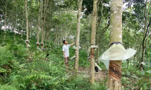 Bất cập tại 'siêu dự án' trồng cao su ở Nghệ An - Bài cuối: Lời giải bài toán 'đất đai'