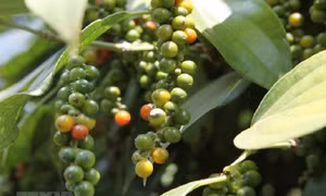 Hồ tiêu Việt Nam làm gì để duy trì 'ngôi vương'?