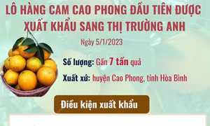 Xuất khẩu gần 7 tấn cam Cao Phong đầu tiên sang Anh
