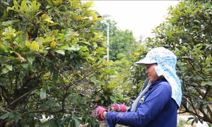 Nhà vườn trồng mai tất bật chuẩn bị vụ Tết
