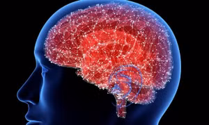 Mô hình mô não 3D mở ra hy vọng mới cho bệnh nhân Alzheimer