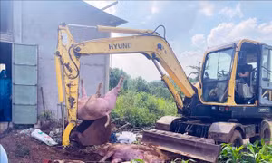 TP Hồ Chí Minh: ​Xử lý ổ dịch tả lợn châu Phi tại xã Xuân Sơn