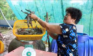 Mô hình sản xuất nông nghiệp thông minh mang lại lợi ích kép