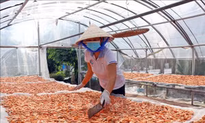 Nghề làm tôm khô Cà Mau là Di sản Văn hóa phi vật thể quốc gia