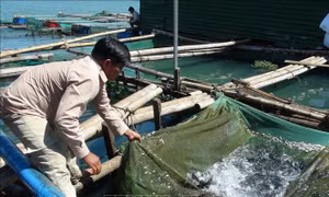 Người dân 'nói không' với đánh bắt tận diệt để khai thác thủy sản bền vững