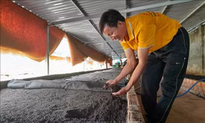 Mô hình hiệu quả trong sản xuất nông nghiệp sạch