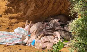 Đà Nẵng phạt chủ phương tiện, tiêu hủy lợn vận chuyển lợn trong vùng có dịch
