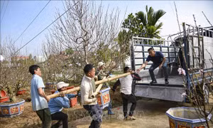 Làng hoa lớn nhất Điện Biên nhộn nhịp ngày giáp Tết