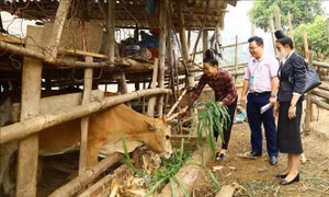 Vốn ưu đãi tiếp sức cho người nghèo