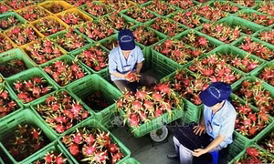 Làm rõ thông tin về tần suất kiểm tra một số nông sản Việt Nam tại thị trường EU