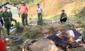 Trâu bò chết hàng loạt sau khi uống nước trong mỏ khoáng sản