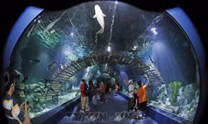 Thủy cung Lotte World Hà Nội chính thức đi vào hoạt động