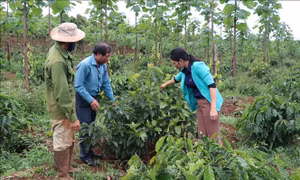 Nông nghiệp Tây Nguyên thích ứng với biến đổi khí hậu - Bài 2: Phát triển kinh tế nông lâm kết hợp