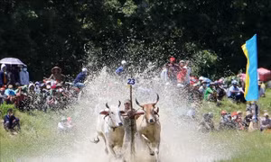 Tưng bừng lễ hội đua bò truyền thống của đồng bào Khmer