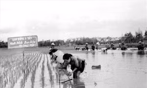 'Ngọn gió Đại Phong' vẫn tiếp tục thổi