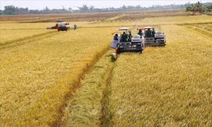 Tạo sự khác biệt cho lúa gạo Việt Nam