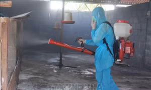 Xuất hiện nhiều ổ dịch cúm gia cầm và lở mồm long móng