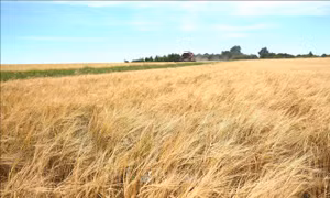 Giá lúa mì chạm đỉnh 3 năm do lo ngại về xung đột Nga-Ukraine