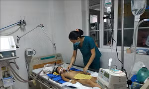 Đắk Lắk: Giám sát chặt chẽ tình hình dịch viêm não Nhật Bản