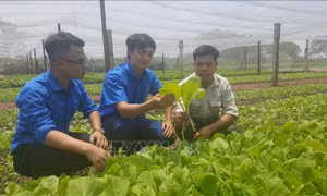 Hà Nội dự kiến mở rộng từ 3.000 - 4.000 ha rau an toàn