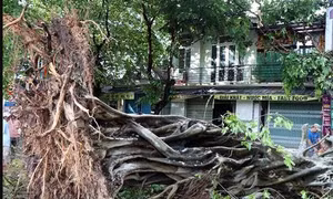 Bạc Liêu: Mưa dông gây đổ cây xanh, nhiều người đi đường bị thương
