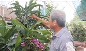 Người trồng hoa lan vụ Tết ở Bà Rịa-Vũng Tàu gặp khó 
