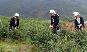 Tiến tới Đại hội XIII của Đảng: Tạo bước đột phá, đưa Na Hang đổi mới, phát triển bền vững