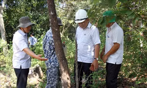 Khẩn trương điều tra, xử lý vụ 'đầu độc cây rừng tự nhiên' tại Bác Ái, Ninh Thuận