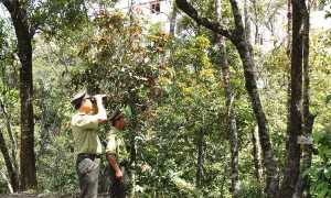 Thành lập Ban Quản lý Vườn Quốc gia Sông Thanh trực thuộc UBND tỉnh Quảng Nam