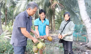 Nông dân trồng dừa mong muốn được hỗ trợ khắc phục hạn, mặn