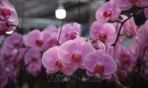 Trồng hoa công nghệ cao trên đèo Sa Mù
