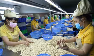 Xuất khẩu điều khởi sắc, Vinacas cảnh báo về an toàn thực phẩm