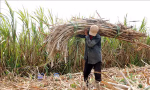 Nông dân Sóc Trăng chuyển đổi cây trồng do giá mía xuống quá thấp