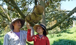 Sầu riêng tại miền núi Khánh Hòa được giá